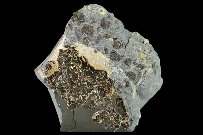 Ammonite (Promicroceras) Cluster - Half Polished, Half Prepped #131999